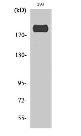 Western Blot analysis of 293 cells using Phospho-IRS-1(S307) Polyclonal Antibody diluted at 1:1000