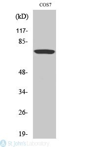 Western Blot (WB) analysis of specific cells using Phospho-Raf-1 (S259) Polyclonal Antibody.