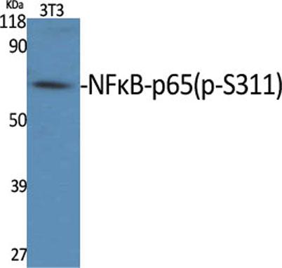 Western Blot analysis of various cells using Phospho-NFκB-p65 (S311) Polyclonal Antibody
