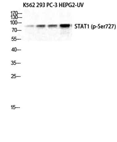 Western Blot analysis of K562 293 PC-3 HepG2-UV cells using Phospho-Stat1 (S727) Polyclonal Antibody diluted at
1:1000