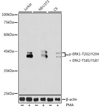 Western blot analysis of extracts of various cell lines, using Phospho-ERK1-T202/Y204 + ERK2- T185/Y187 antibody at 1:1000 dilution.Jurkat cells and NIH/3T3 cells and C6 cells were treated by PMA/TPA (200 nM) at 37℃ for 30 minutes after serum-starvation overnight. Secondary antibody: HRP Goat Anti-Rabbit IgG (H+L) at 1:10000 dilution. Lysates/proteins: 25ug per lane. Blocking buffer: 3% nonfat dry milk in TBST. Detection: ECL West Pico plus.  Exposure time: 180s.