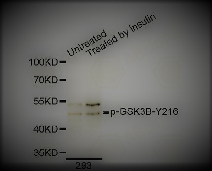 Western blot analysis of extracts of 293 cells, using Phospho-GSK3B-Tyr 216 antibody.