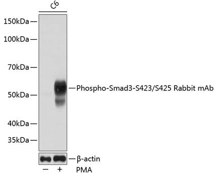 Western blot analysis of extracts of C6 cells, using Phospho-Smad3- S423/S425 Rabbit at1:1000 dilution.C6 cells were treated by PMA/TPA (200 nM)  at 37℃ for 10 minutes.  Secondary antibody: HRP Goat Anti- Rabbit IgG (H+L) at 1:10000 dilution. Lysates/proteins: 25ug per lane. Blocking buffer: 3% nonfat dry milk in TBST. Detection: ECL West Pico Plus.    Exposure time: 60s.