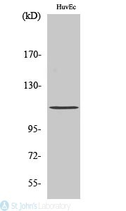 Western Blot (WB) analysis of specific cells using Phospho-Rb (S807