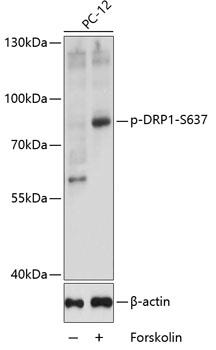 Western blot analysis of extracts of PC-12 cells, using Phospho-DRP1-S637antibody at 1:1000 dilution. PC-12 cells were treated by Forskolin (30uM) for 30 minutes. Secondary antibody: HRP Goat Anti-Rabbit IgG (H+L) at 1:10000 dilution. Lysates/proteins: 25ug per lane. Blocking buffer: 3% BSA + TBST. Detection: ECL West Pico Exposure time: 20s.