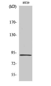 Phospho-Stat5 (Tyr694/699) Polyclonal Antibody for Western Blot analysis Observed band size : 90 kD