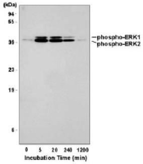 Detection of ERK1 and ERK2 phosphorylated at T202/Y204 and T185/Y187, respectively. Human HeLa cells were incubated with 200 nM PMA for the indicated times. Total cell lysates in gel sample buffer were resolved by SDS-PAGE.