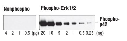 Specificity and sensitivity of Phospho-p44/42 MAPK (Erk1/2) (Thr202/Tyr204) Antibody. The antibody reacts specifically with as little as 0.25 ng of phosphorylated p42 MAP kinase and does not cross-react with up to 4 μg of nonphosphorylated p42 MAP kinase.