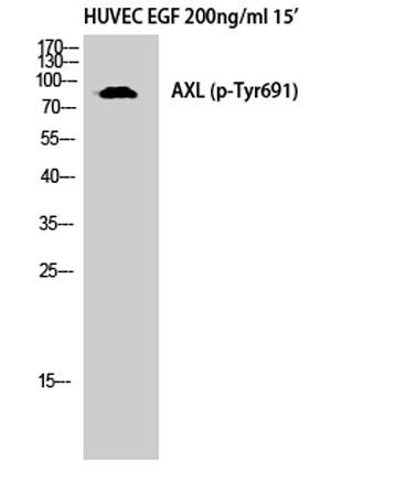 Western Blot analysis of HuvEc cells using Phospho-Axl (Y691) Polyclonal Antibody diluted at 1:500