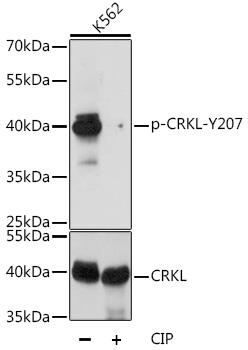 Western blot analysis of extracts of K-562 cells, using Phospho-CRKLY207 antibody at 1:1000 dilution or CRKL antibody.         K-562 cells were treated by CIP(20uL/400ul) at 37℃ for 1 hour. Secondary antibody: HRP Goat Anti- Rabbit IgG (H+L) at 1:10000 dilution. Lysates/proteins: 25ug per lane. Blocking buffer: 3% BSA. Detection: ECL West Pico Plus. Exposure time: 5s.