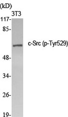 Western Blot analysis of various cells using Phospho-c-Src (Tyr529) Polyclonal Antibody diluted at 1:2000