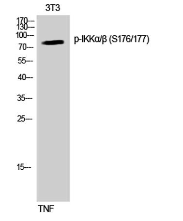 Western Blot analysis of NIH-3T3 cells using Phospho-IKKα/β (S176/177) Polyclonal Antibody diluted at 1:1000