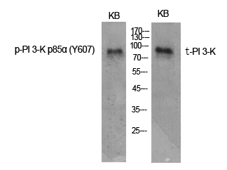 Western Blot analysis of various cells using Phospho-PI 3-kinase p85α (Tyr607) Polyclonal Antibody diluted at 1:1000