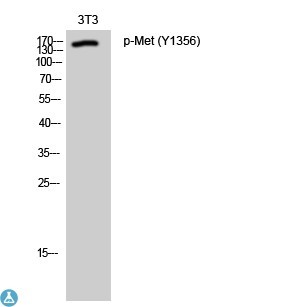 Western Blot (WB) analysis of 3T3 cells using Phospho-Met (Y1356) polyclonal antibody.