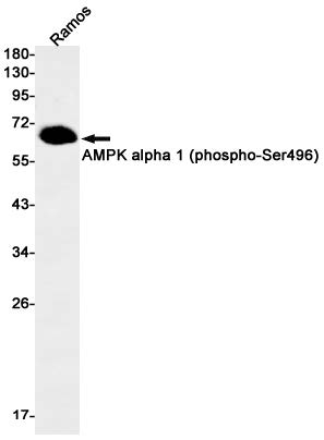 Western blot  analysis of AMPK alpha 1 (Phospho-Ser496) in Ramos lysates using Phospho-AMPK alpha 1 (Ser496) antibody with working conc: 1:500.