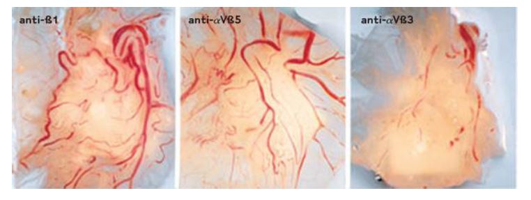 Mouse anti-Integrin alphaVbeta3. Inhibition of angiogenesis on the chick chorioallantoic membrane by anti-alphaVbeta3