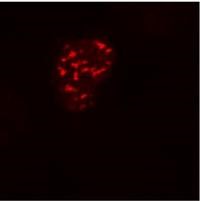 Fig. 1A Fusion nuclear protein
Confocal microscopy of COS-7 cells transfected with expression constructs encoding fusion nuclear protein with DDDDK epitope.
1A - fusion nuclear protein (red) stained with purified anti-DDDDK (F-tag-01) (detection by Goat anti-mouse IgG1 Alexa Fluor® 594)
