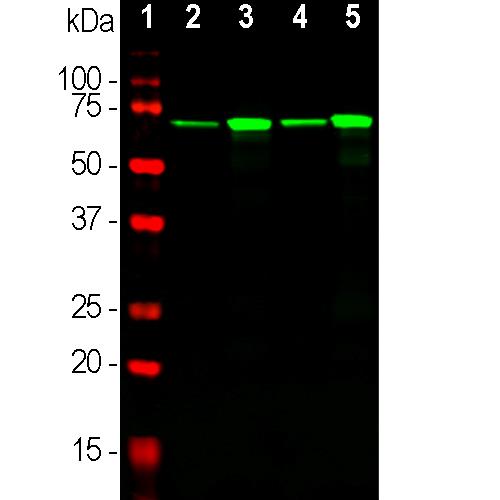 Western blot analysis of whole tissue lysates using mouse 
mAb to NF-L, dilution 1:5,000 in green: [protein standard (red),
rat brain, [3] rat spinal cord, mouse brain, mouse spinal
cord. 
The strong band at 68-70kDa corresponds to the NF-L protein.