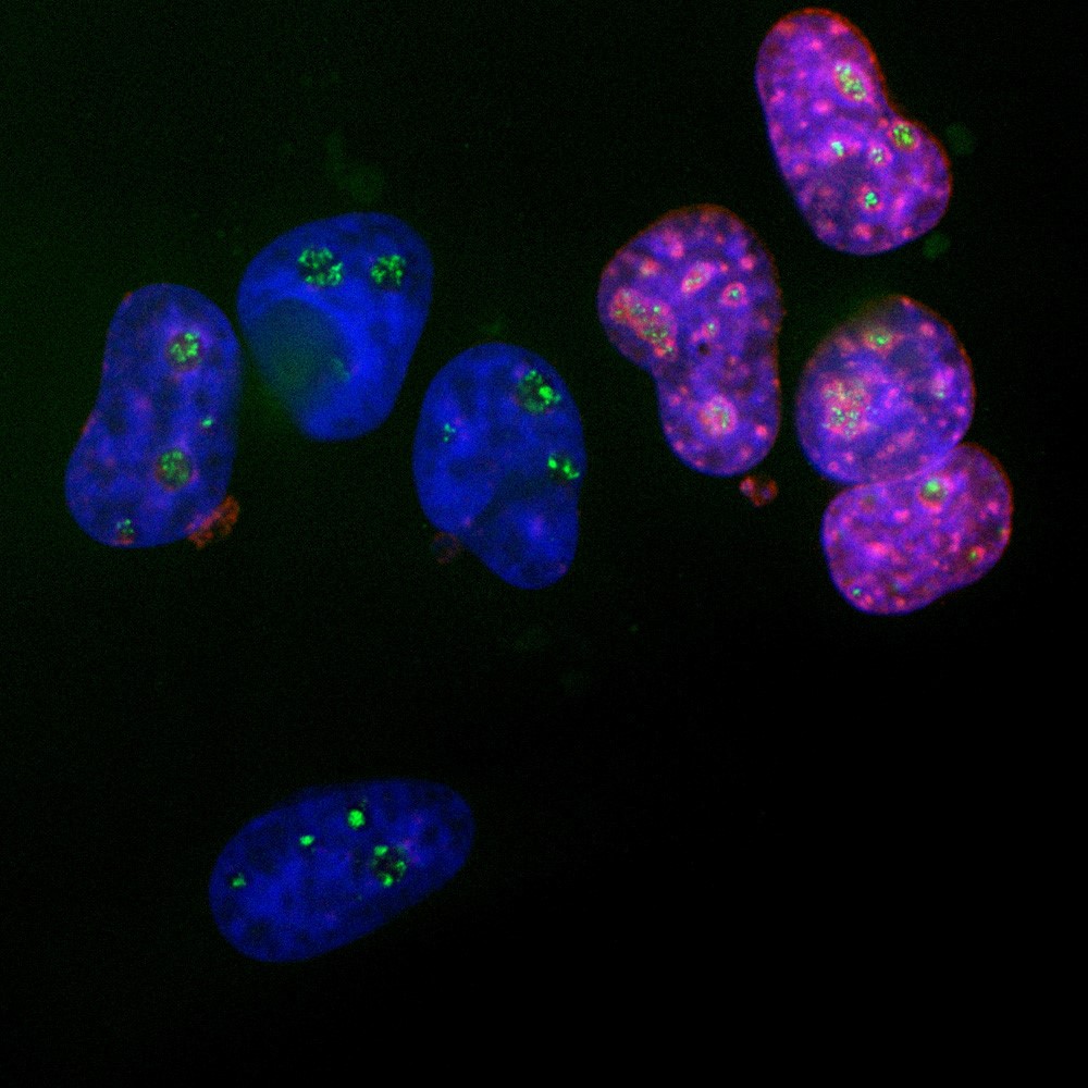 Immunofluorescent analysis of HeLa cells stained with rabbit Anti-Ki-67 dilution 1:2,500 in red, and mouse monoclonal antibody to Fibrillarin, dilution 1:2,000, in green. The blue is DAPI staining of nuclear DNA.