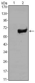 Figure 1: Western blot analysis using SOX2 mAb against HEK293 (1) and SOX2-hIgGFc transfected HEK293 (2) cell lysate.