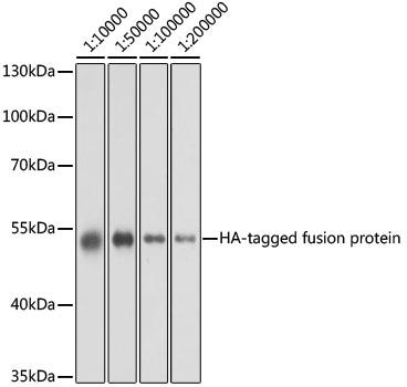 Western blot analysis of over-expressed HA-tagged protein in 293T cell using HA-tag antibody at different dilution. Each lane was loaded with 2 ug cell lysate.
Secondary antibody: HRP Goat Anti-Mouse IgG (H+L) t 1:10000 dilution.
Blocking buffer: 3% nonfat dry milk in TBST.
Detection: ECL West Pico Plus.
Exposure time: 1s.