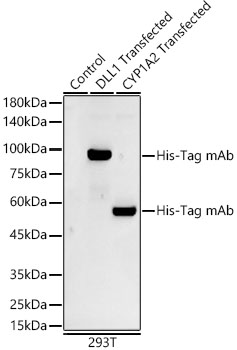 Western blot analysis of various lysates, using His-Tag mAb at 1:5000 dilution.
Secondary antibody: HRP Goat Anti-Mouse IgG (H+L) at 1:10000 dilution.
Lysates/proteins: 25μg per lane.
Blocking buffer: 3% nonfat dry milk in TBST.
Detection: ECL West Pico Plus.
Exposure time: 90s.