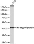 Western blot analysis of recombinant His Tag protein using HRP-conj. Mouse anti His-Tag at dilution of 1:5000.
Lysates/proteins: 25ug per lane.
Blocking buffer: 3% nonfat dry milk in TBST.