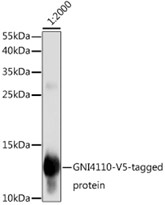 Western Blot Analysis of recombinant protein
V5 protein with Ms Anti-V5 Tag
At a dilution of 1:2,000
Secondary antibody HRP Goat Anti-Mouse
IgG (H+L) at 1:10,0000
Blocking buffer: 3% notfat dry milk in TBST
Det. ECL West Pico Plus – Exposure: 1s