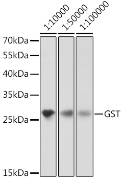 Western blot analysis of over-expressed GST protein using Mouse anti GST-Tag mAb at different dilution.
Each lane was loaded with 2 ug cell lysate.
Secondary antibody: HRP Goat Anti-Mouse IgG (H+L) at 1:10000 dilution.
Blocking buffer: 3% nonfat dry milk in TBST.
Detection: ECL West Pico Plus.
Exposure time: 1s.