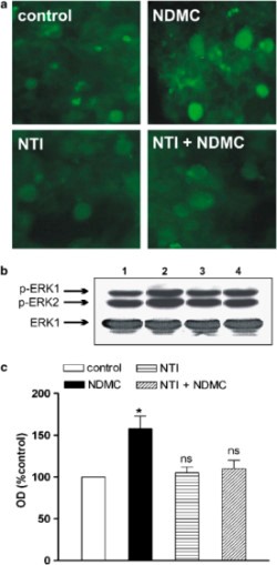 Image: Stimulation of ERK1/2 phosphorylation by NDMC in NG108-15 cells. (a) Immunofluorescence analysis of phospho-ERK1/2 immunoreactivity. Cells were serum-starved for 12 h and then treated with either vehicle (control), 10  M NDMC, 1  M NTI, and NTI+NDMC for 20 min, fixed and immunostained with anti-phospho-ERK1/2 antibody followed by FITC-conjugated secondary antibody. Results are representative of three similar experiments. (b) Western blot analysis of phospho-ERK1/2 immunoreactivity. Serum-starved cells were treated for 20 min with vehicle (lane 1), 10  M NDMC (lane 2), 1  M NTI (lane 3), and NTI+NDMC (lane 4). Thereafter, cell extracts were prepared and equal amounts of proteins (30  g) were loaded in each lane. Samples were subjected to immunoblotting with either anti-phospho-ERK1/2 antibody (top) or anti-ERK1 antibody (bottom). Results are representative of three similar experiments. (c) Densitometric analysis of immunoreactive phospho-ERK1/2 bands. The optical density of the phospho-ERK1/2 bands for each drug treatment was normalized to the density of the corresponding ERK1 band and is reported as percent of control. Values are the mean SEM of three experiments. *p<0.05 vs control, NS p>0.05 vs control by one-way ANOVA followed by Dunnett's test.