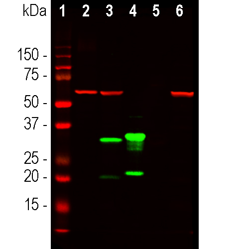 Western blot analysis of HEK293 cell lysates, and recombinant protein solutions using mouse mAb to mCherry, dilution
1:1,000, in green [1] protein standard, [2] HEK293, [3] HEK293 cells transfected with mCherry-HA construct, [4] mCherry recombinant protein, [5] GFP recombinant protein, and [6] HEK293 transfected with GFP construct. Major band at about 30kDa corresponds to mCherry protein. mCherry antibody does not react with GFP protein. The same blot was simultaneously probed with chicken pAb to HSP60, dilution 1:5,000 in red which reveals band at 60kDa seen only in cell lysates.