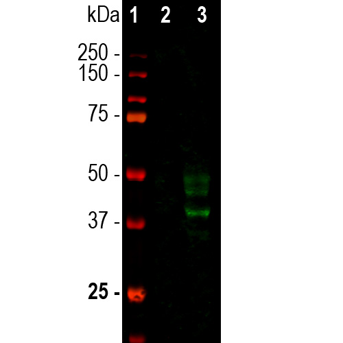 Western blot analysis of rat whole brain lysates using mouse mAb to doublecortin, dilution 1:1,000 in green:
1. protein standard (red)
2. adult rat brain,
3. embryonic E20 rat brain
Strong bands at 40kDa and 45kDa correspond to the doublecortin protein, detected only in the developing brain.