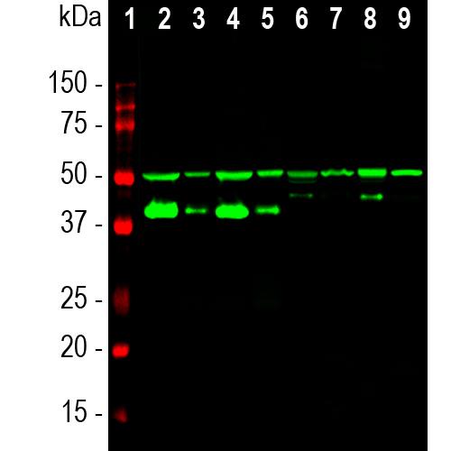 Western blot of whole rat spinal cord lysates probed with GAP43
antibody to GAP43 in lane 16 and another similar antibody in lane
17. Dots in middle of strips indicate position of 50kDa and 37kDa
protein bands. The strong single band running at about 43kDa
corresponds to GAP43.