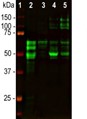 Western blot analysis of different tissue lysates using mouse mAb to MAP-τ, dilution 1:1,000 in green: [1] protein standard(red), [2] rat brain, [3] rat spinal cord, [4] mouse brain, [5] mouse spinal cord. Tau protein is expressed as up to 9 different isoforms of different molecular weight, and so appears as multiple closely spaced bands in the range from 48 kDa to 67 kDa in the CNS and including larger "big tau" forms in the PNS, visible in lane 5.