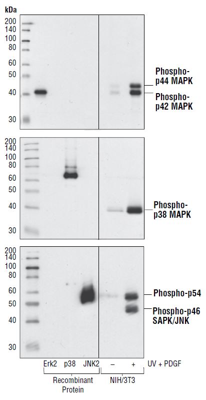 Western blot analysis of purified MAPK phospho-proteins or extracts from NIH/3T3 cells treated with UV light and PDGF, using Phospho-p44/42 MAPK (Erk1/2) (Thr202/Tyr204) (197G2) Rabbit mAb (upper), Phospho-p38 MAPK (Thr180/Tyr182) (3D7) Rabbit mAb 5 (middle), and Phospho-SAPK/JNK (Thr183/Tyr185) (98F2) Rabbit (lower).
