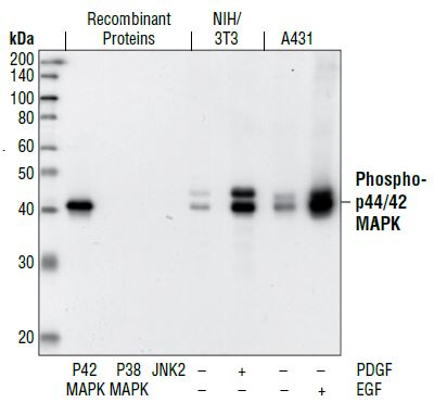 Western blot analysis of active p42 MAP Kinase, active p38 MAPK and active JNK2 proteins, as well as extracts from PDGF-treated NIH/3T3 cells and EGF-treated A431 cells, using Phospho-p44/42 MAPK (Erk1/2) (Thr202/Tyr204) (20G11) Rabbit mAb.