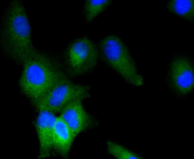 Immunofluorescence analysis of A549 cells using - MAPK1/MAPK3 antibody