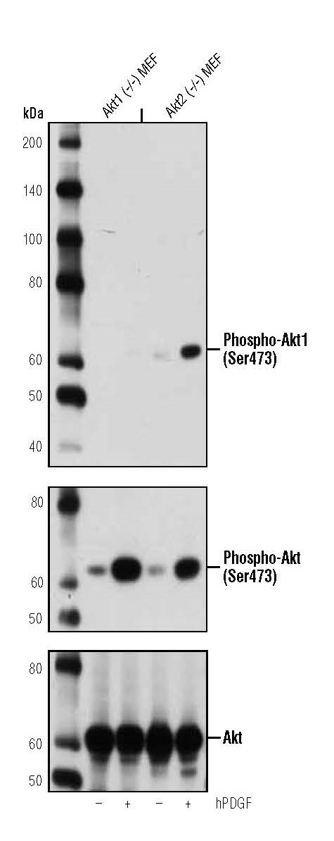 Western blot analysis of extracts from Akt1 (-/-) mouse embryonic fibroblast (MEF) or Akt2 (-/-) MEF, untreated or stimulated with hPDGF (100 ng/ml, 15 min), using Phospho-Akt1 (Ser473) (D7F10) XP® Rabbit mAb (Akt1 Specific) (upper), Phospho-Akt (Ser473) (D9E) Rabbit mAb (middle), or Akt (pan) (C67E7) Rabbit (lower).