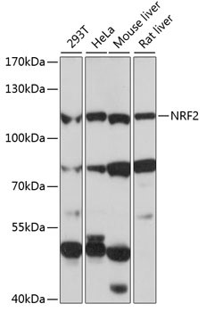 Western Blot - NFE2L2 antibody
of various cell lines, using NRF2 antibody at 1:1000 dilution.
Secondary antibody: HRP Goat Anti-Rabbit IgG (H+L) at 1:10,000 dilution.
Lysates/proteins: 25ug per lane.
Blocking buffer:3% nonfat dry milk in TBST
Detection: ECL West Pico Plus Kit
Exposure time: 60s.