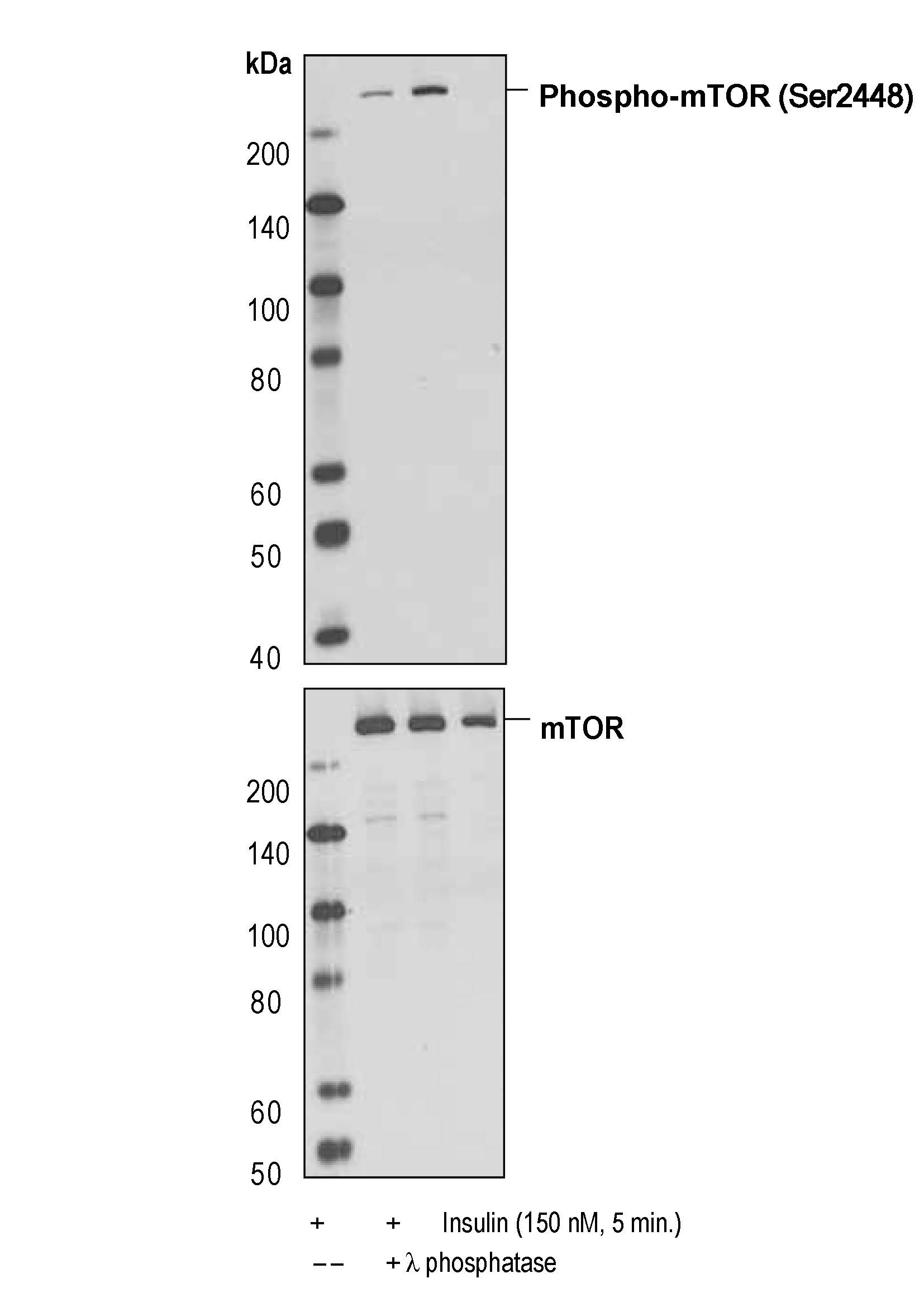 
Western blot analysis of extracts from serum-starved NIH/3T3 cells, untreated or insulin-treated (150 nM, 5 minutes), alone or in combination with λ-phosphatase, using Phospho-mTOR (Ser2448) (D9C2) Rabbit mAb (upper) or mTOR (7C10) Rabbit mAb
