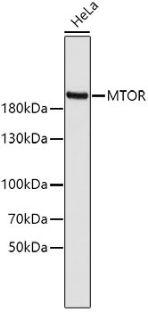 Western blot analysis of extracts of
HeLa cells, using mTOR antibody dilution: 1:500.
Secondary antibody: 
HRP Goat Anti-Rabbit IgG (H+L) at 1:10,000 dilution.
Lysates/proteins: 25ug per lane.
Blocking buffer: 3% nonfat dry milk in TBST.