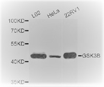 Western blot analysis of extracts of various cell lines, using GSK3B antibody.