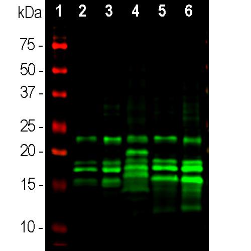 Western blot analysis of different tissue lysates using mouse mAb to MBP,dilution 1:10,000 in green: [1] protein standard (red),
[2] rat brain, [3] rat spinal cord, [4] rat sciatic nerve, [5] mouse brain,
[6] mouse spinal cord. Multiple bands at 14kDa, 17kDa, 18.5kDa to
21.5kDa are the alternate transcripts of MBP. Other bands are
proteolytic fragments of the MBP protein.