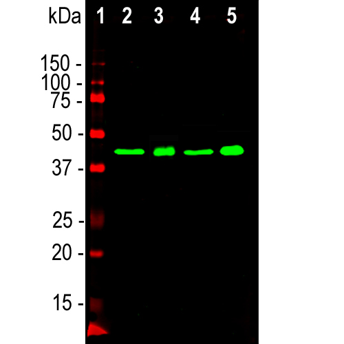 Western blot analysis of whole brain lysates and nuclear extract from whole brain using mouse mAb to TDP43, dilution 1:2,000 in green: [1] protein standard (red), [2] rat brain, [3] rat brain nuclear extract, [4] mouse brain, [5] mouse brain nuclear extract. Strong band at the 43kDa mark visible both in whole brain and in the nuclear extract corresponds to TDP43 protein.
