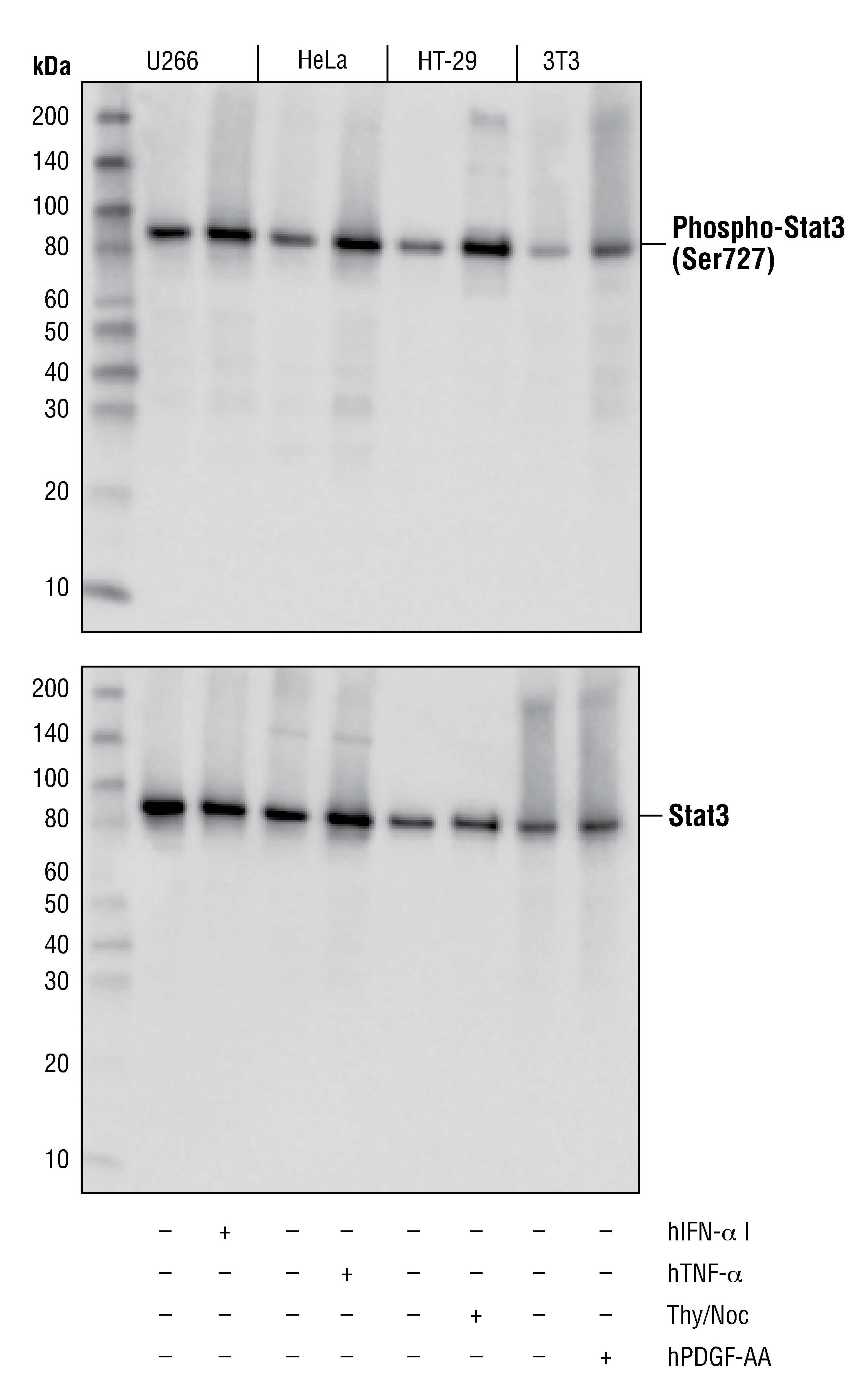 Western blot analysis of extracts from serum-starved U266 cells, untreated (-) or treated with Human Interferon-1 (hIFN-1; 50ng/ml, 15 min; +), Hela cells, untreated (-) or treated with Human Tumor Necrosis Factor- (hTNF-; 20ng/ml, 30 min; +), HT-29 cells growing asynchronously (-) or arrested in mitosis by treatment with Thymidine (Thy; 2mM, 17 hours) followed by Nocodazole (Noc; 100ng/ml, 24 hrs; +), and NIH/3T3 cells, untreated (-) or treated with Human Platelet Derived Growth Factor- (hPDGF-AA; 50ng/ml, 30min; +) using Phospho-Stat3 (Ser727) (D8C2Z) Rabbit mAb (upper) or total Stat3 (124H6) Mouse (lower).
