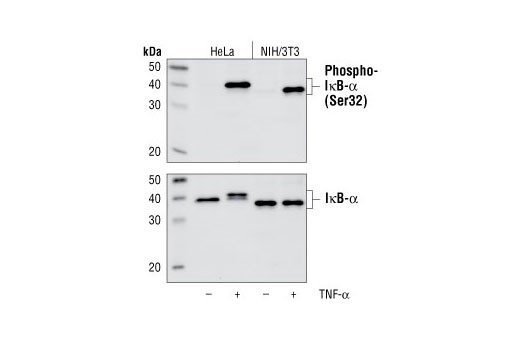 Western blot analysis of extracts from HeLa and NIH/3T3 cells, untreated or treated with TNF-alpha for 5 minutes., using Phospho-IkB-alpha (Ser32) Rabbit  (upper), or IkB-alpha Rabbit  (lower).