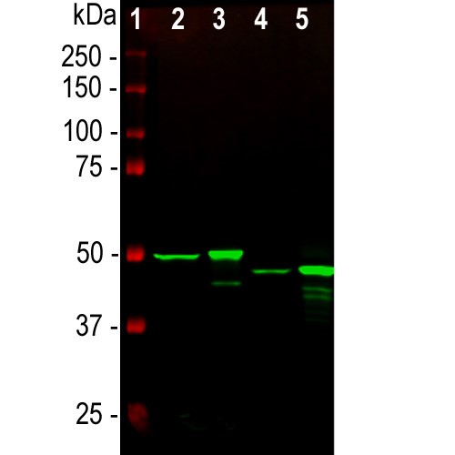 Western blot analysis of whole tissue lysates using mouse mAb to GFAP, dilution 1:1,000, in green:                 [1] protein standard (red), [2] rat brain, [3] rat spinal cord, [4] mouse brain, [5] mouse spinal cord.                        The strong band at about 50kDa corresponds to the GFAP protein