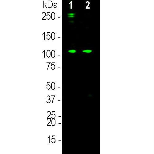 Western blot analysis of 6E8 on human serum samples. 0.1μg purified human C3 protein (lane 1) and 10 μg normal human serum protein (lane 2) were blotted with Complement C3 α-chain at a concentration 1:3,000. The Complement C3 α-chain monoclonal binds strongly and cleanly to a band at about 115kDa which represents the intact α subunit of C3 and a weaker proteolytic band at approximately 40kDa. Bands at 190kDa and above are likely the pro-C3 and its glycosylated form.