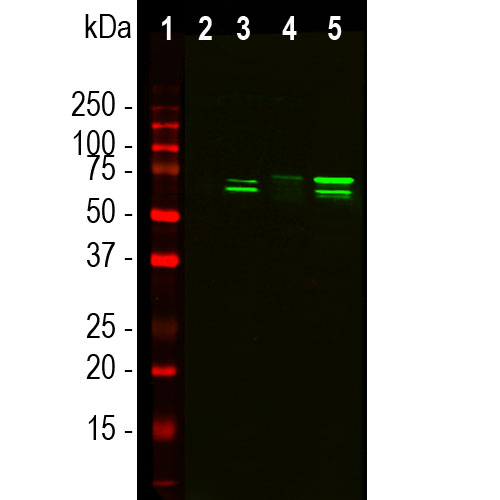Western blot analysis of cytosol or nuclear enriched fractions of cell line lysates using mouse mAb to TAF15, 4D71, dilution 1:1,000: [1] protein standard, [2] NIH-3T3 cytosol, [3] NIH-3T3 nuclear fraction, [4] HeLa cytosol, and [5] HeLa nuclear fraction. Double band at 56kDa and 68kDa detected predominantly in the nuclear enriched fraction corresponds to the TAF15 protein.
