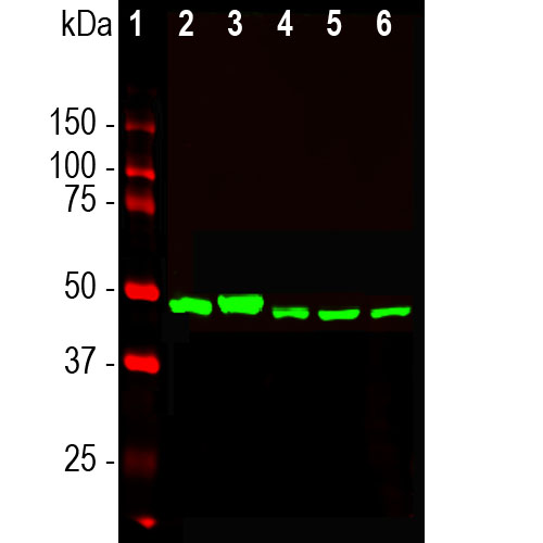 Western blot analysis of different cell lysates using mouse mAb to α- enolase, dilution 1:10,000 in green: [1] protein standard (red), [2] NIH-3T3 l, [3] C6, [4] HEK293, [5] HeLa, and [6] SH-SY5Y cells. A strong single band at 47kDa corresponds to the α-enolase protein.